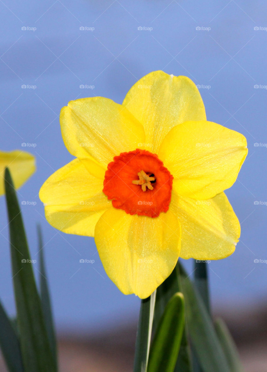 spring yellow flower orange by cataana