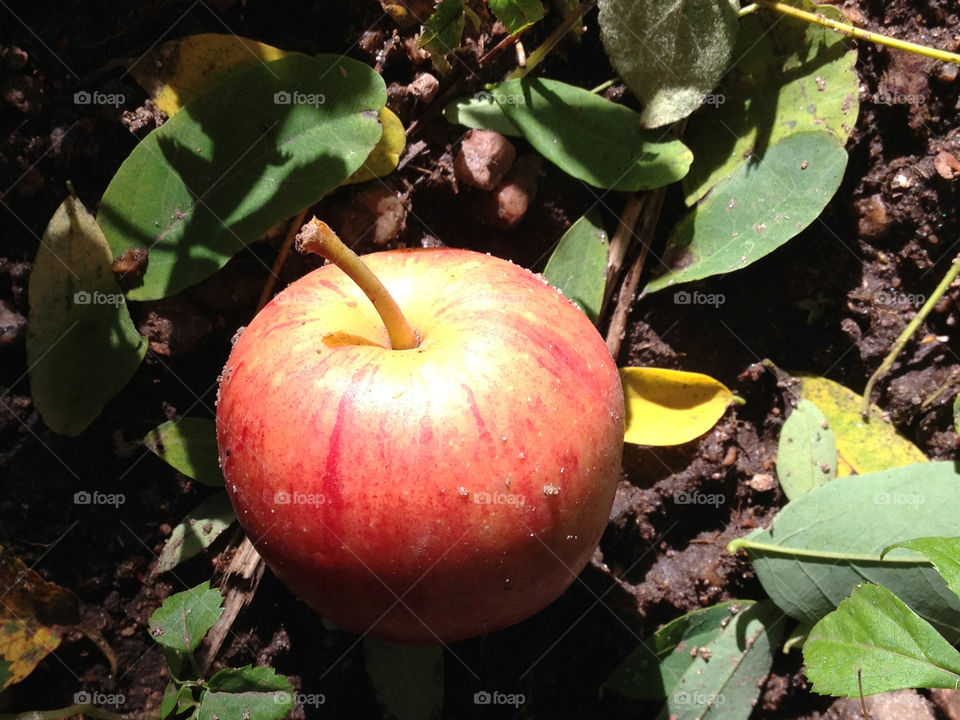 garden apple fruit eat by cabday