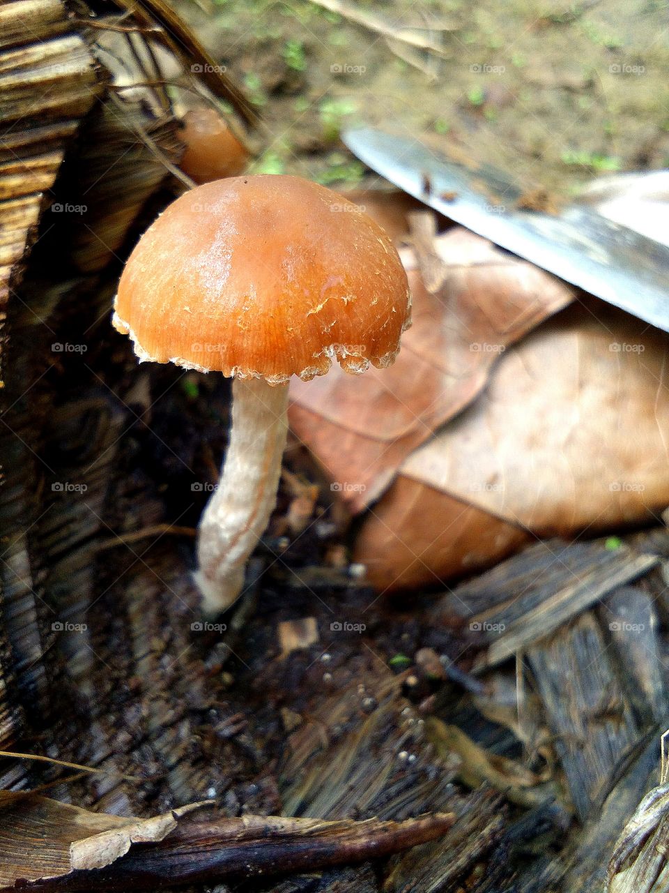 mushroom on banana tree