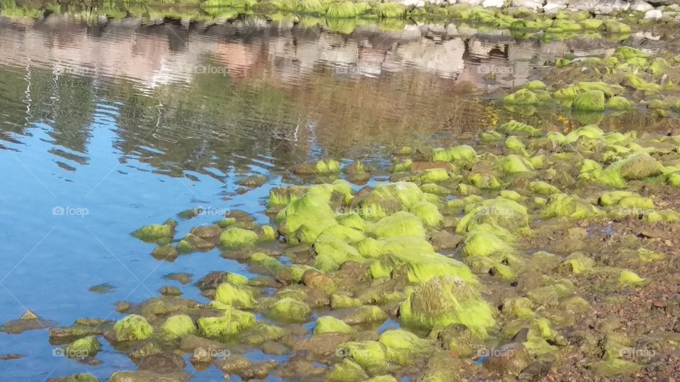 Nature of Bråviken, Kolmarden,Sweden