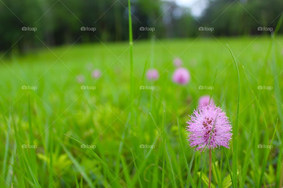 Field of green 