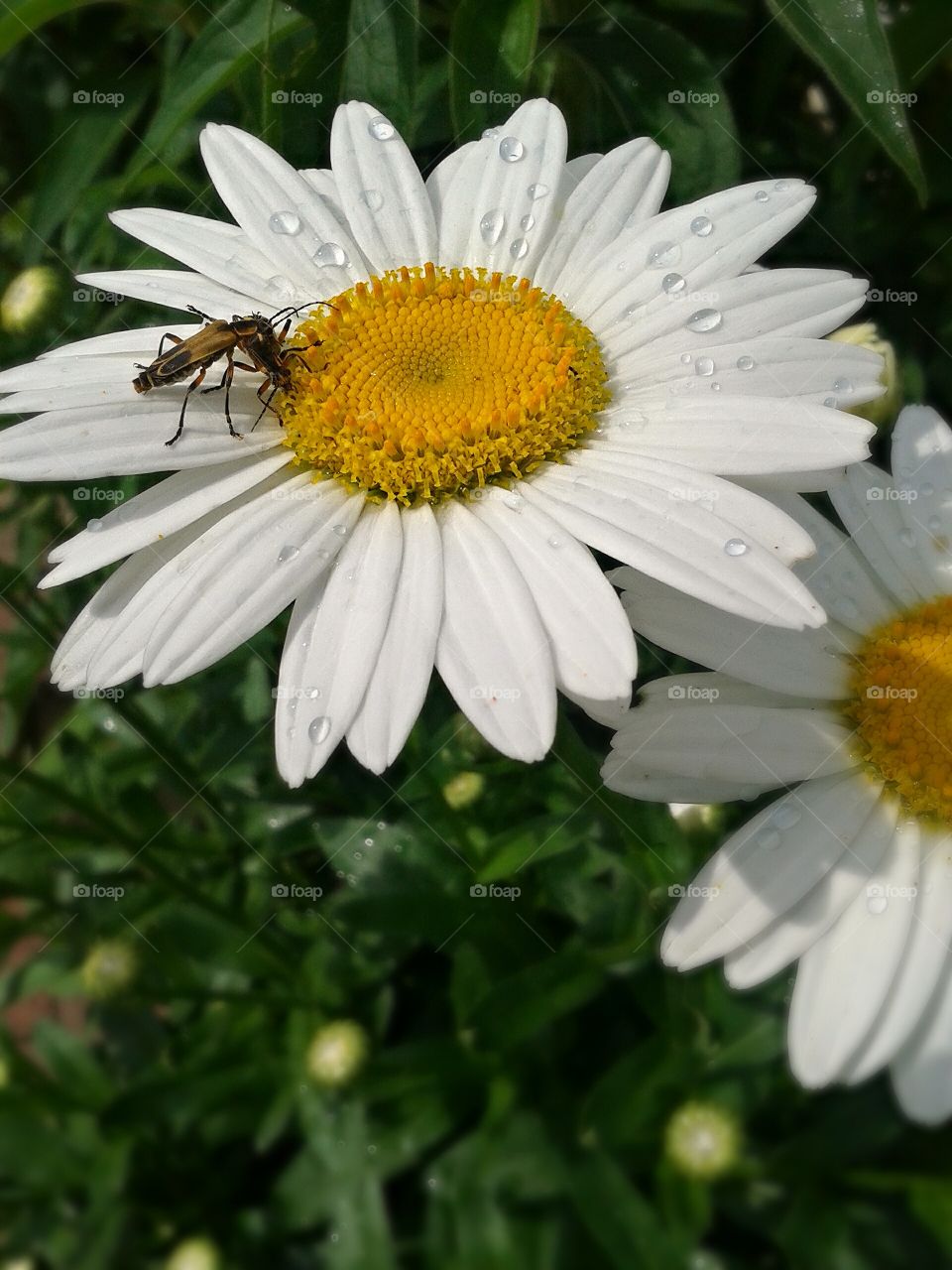 Tasty Daisys. Watching a small beetle on this flower.

Watching a small beetle on this bloom.