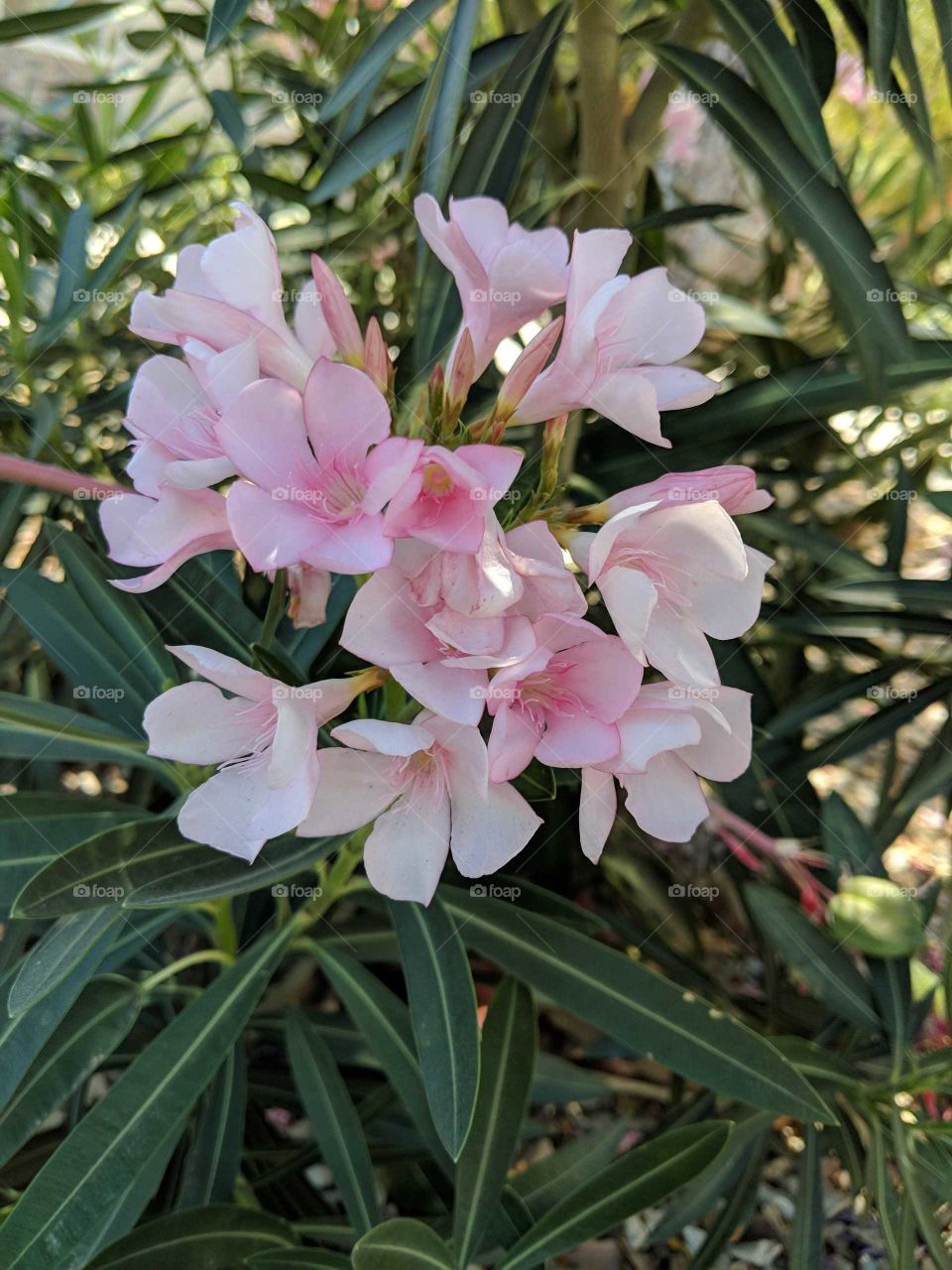 pink blooms