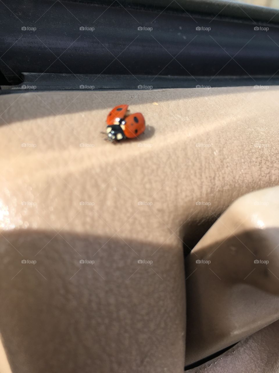 Ladybug/ ladybird ❤️🐞