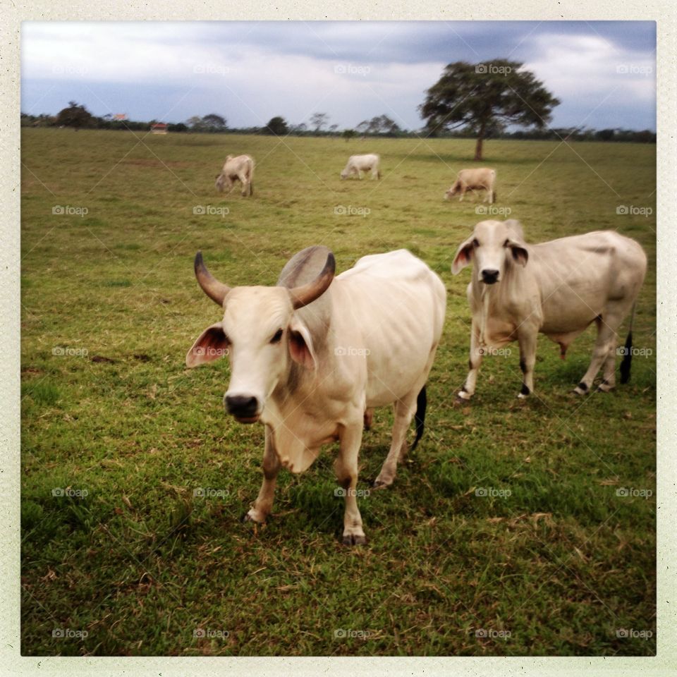 More Cattle . Farm on Colombian east
