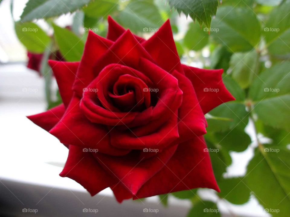 beautiful red rose