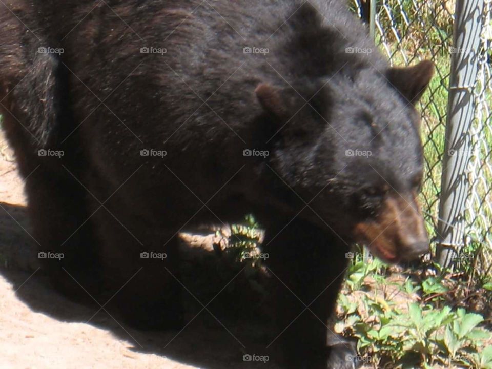 Brown Bear from Michigan's Upper Peninsula