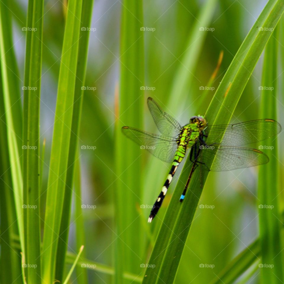 Dragonfly in Tall Grass