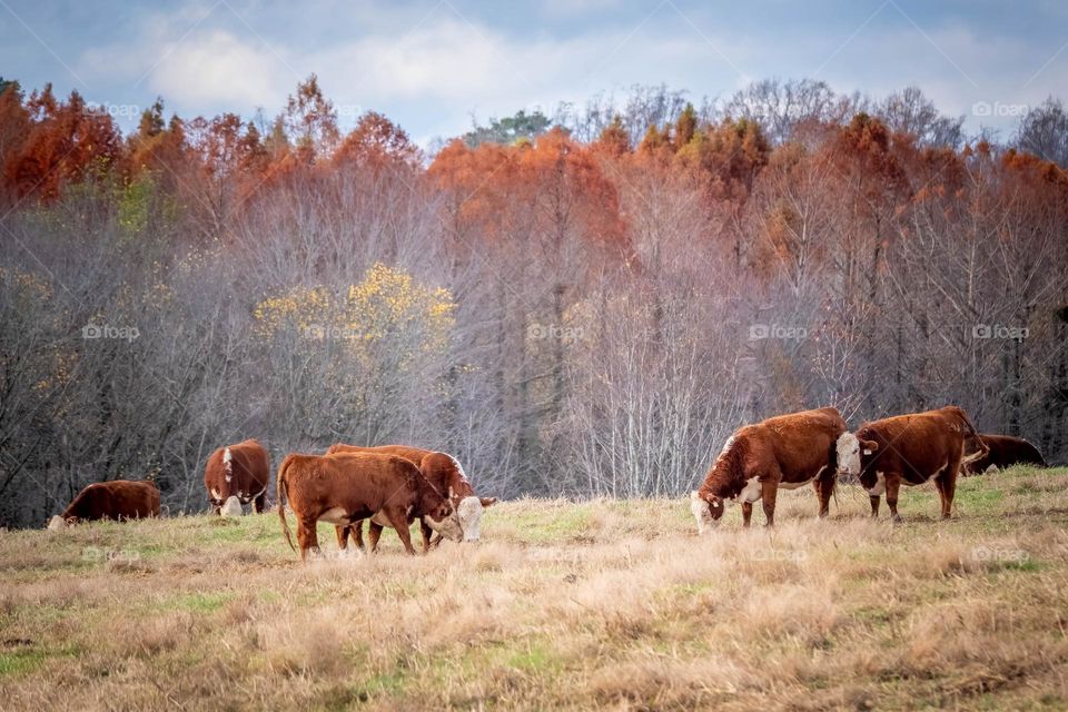 When the leaves match the cows, fall has arrived. 