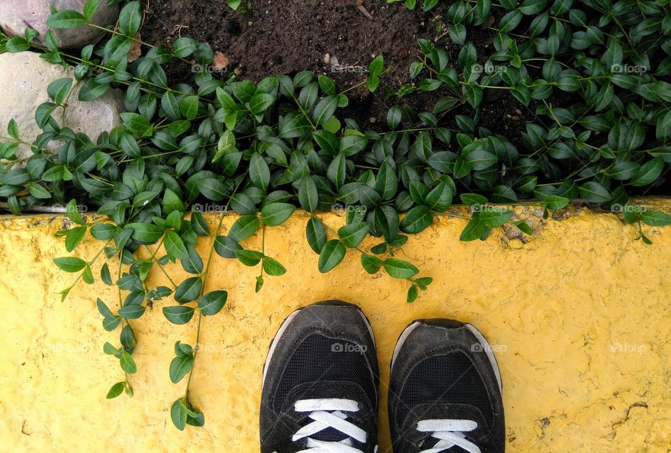 green leaves growing in the garden and legs shoes top view yellow background