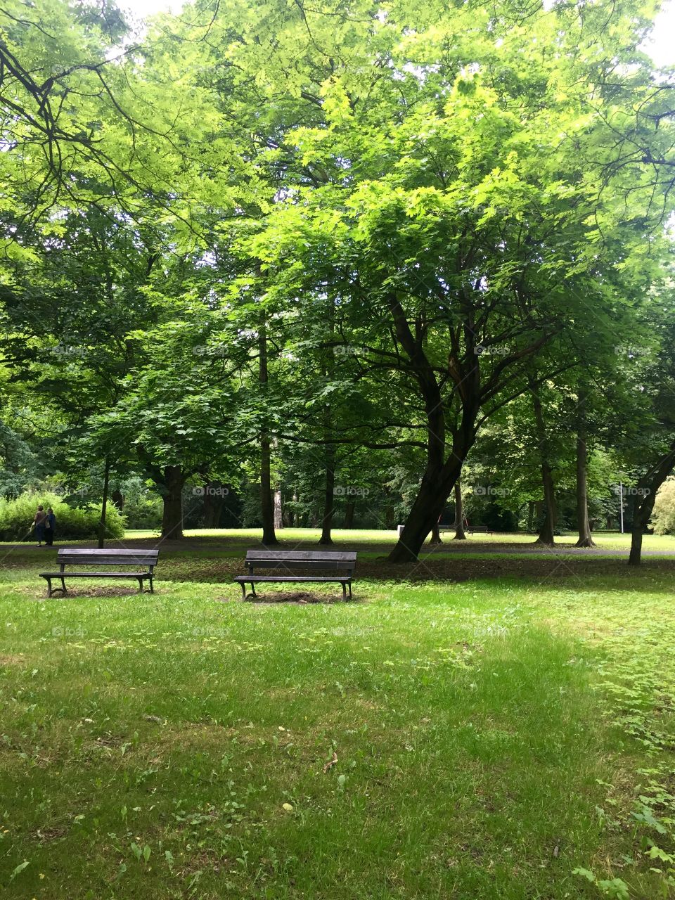 A green park and two dark benches