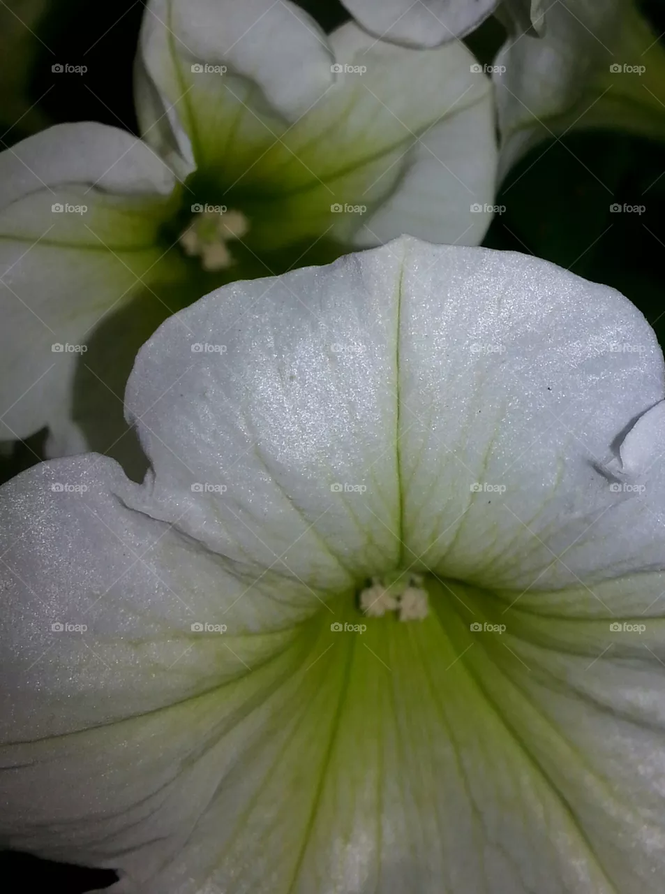 petunias