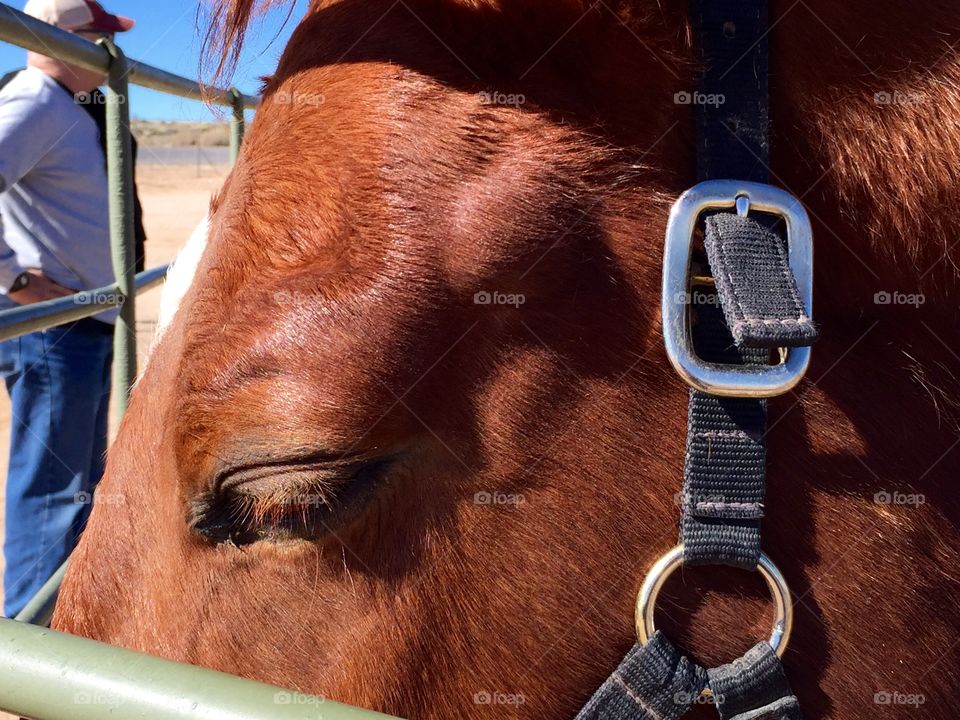 Horse Closeup