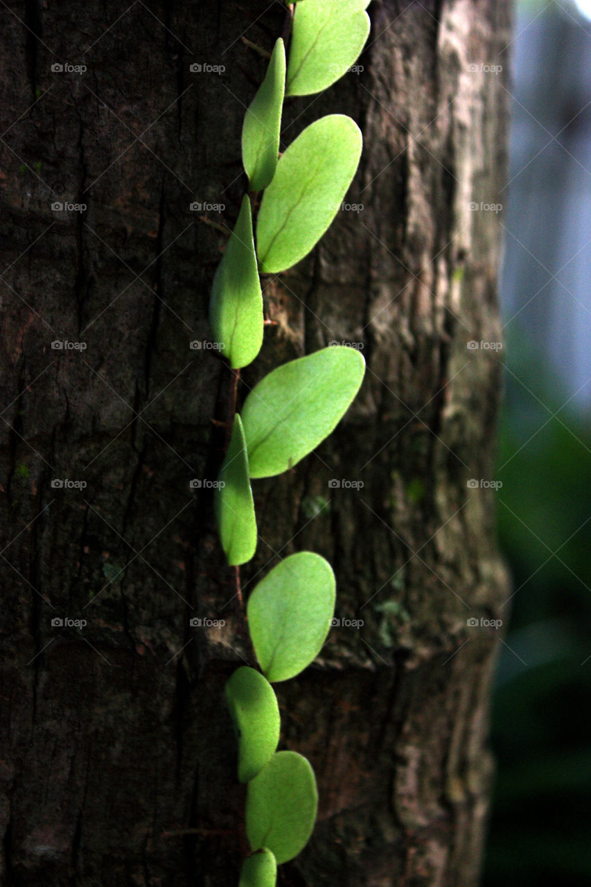 A creeper climbing on a tree