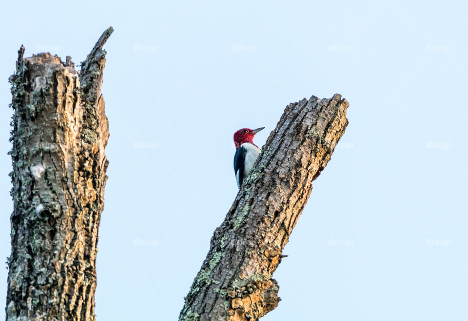 Red headed woodpecker 