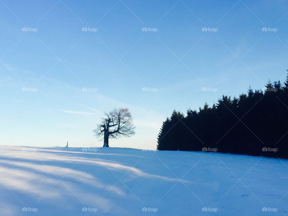 Forest in winter in the mountains