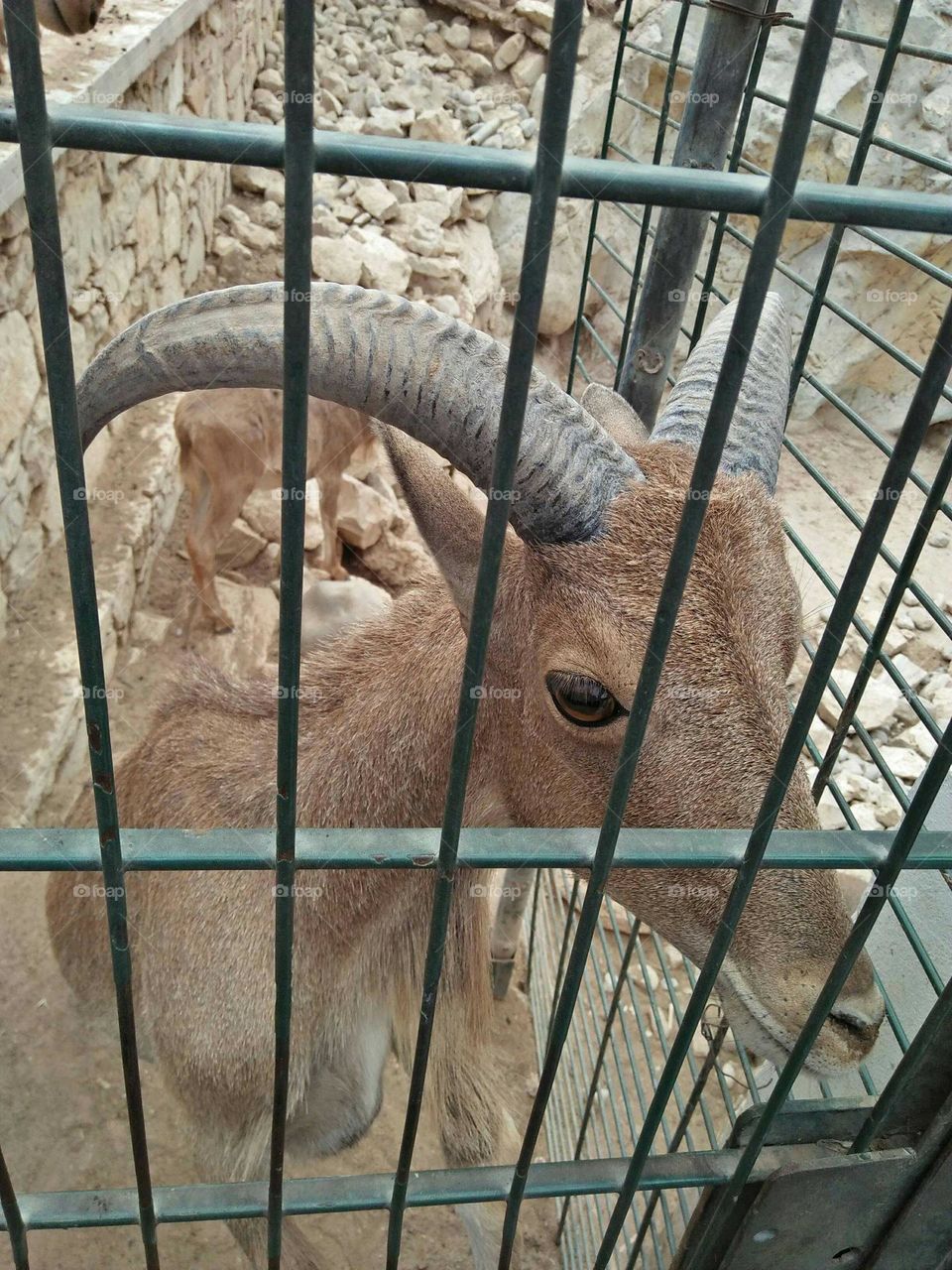 Beautiful moutain goat