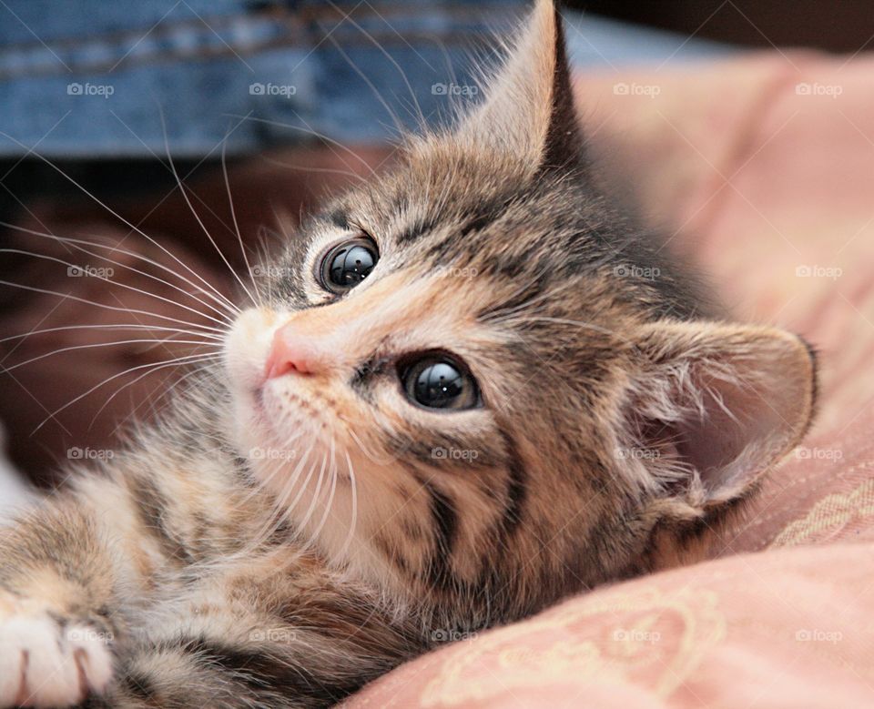 Cute kitten on bed