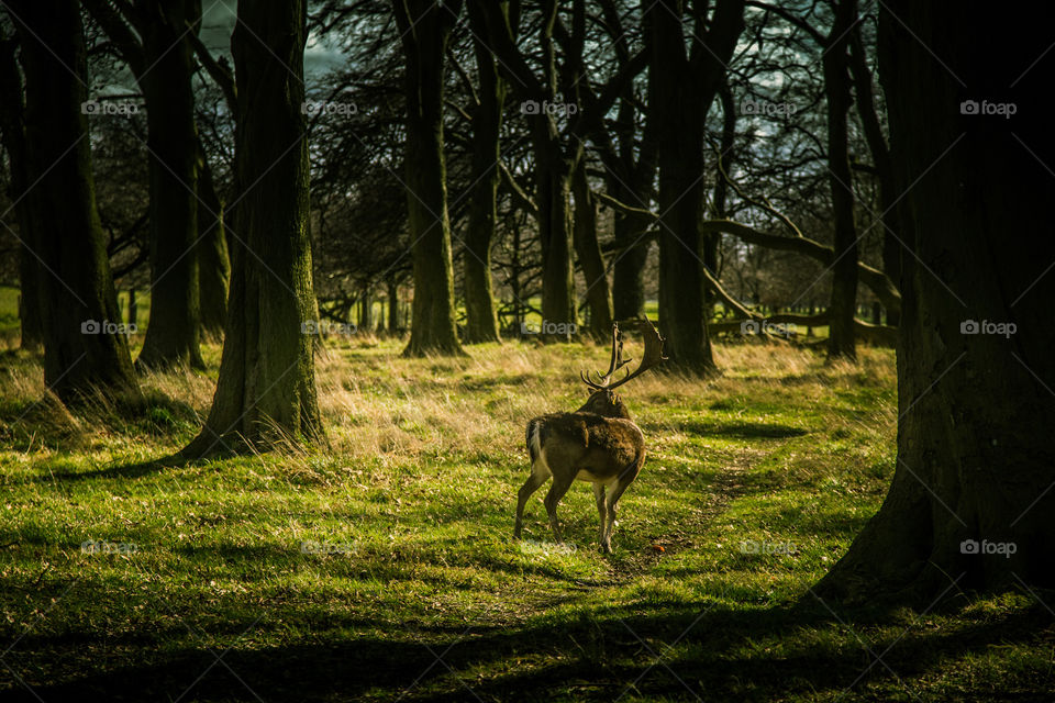 A beautiful deer in the park. Richmond park in London. Sweet animal portrait.