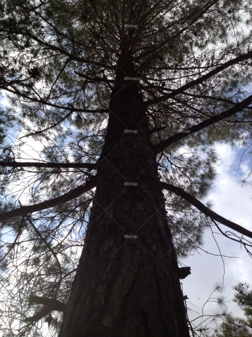 sky spring tree leaf by a.bilbaisi