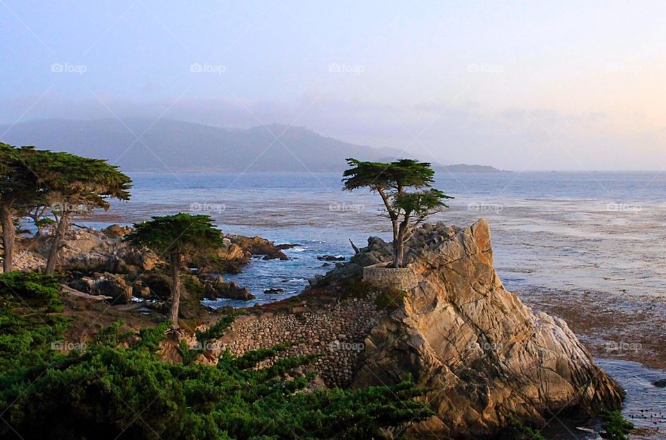 The Historic Lone Cypress