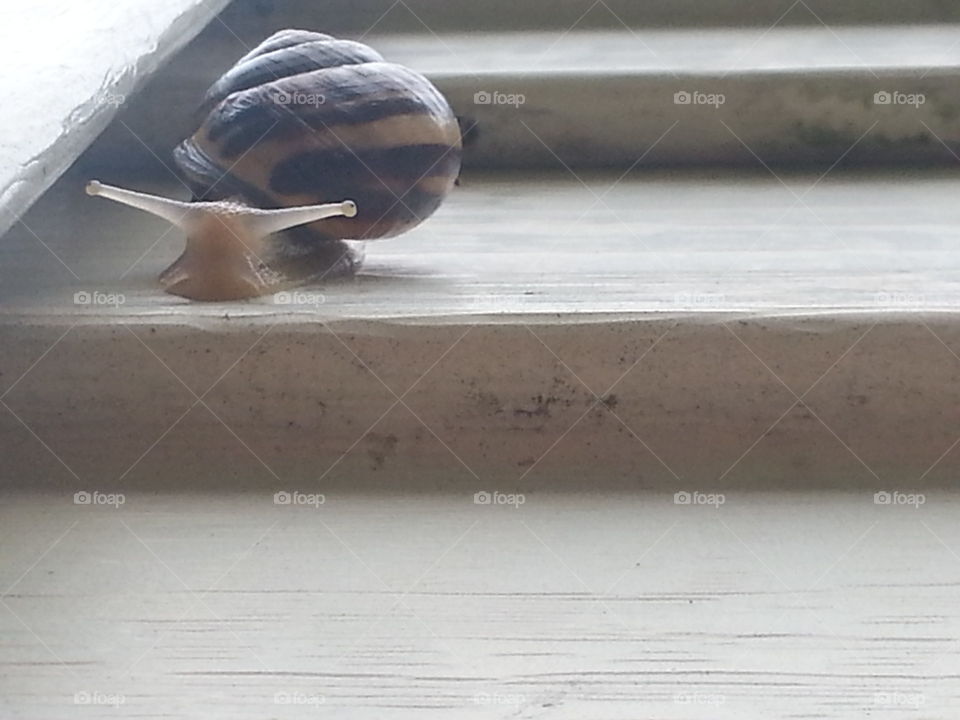 snail
