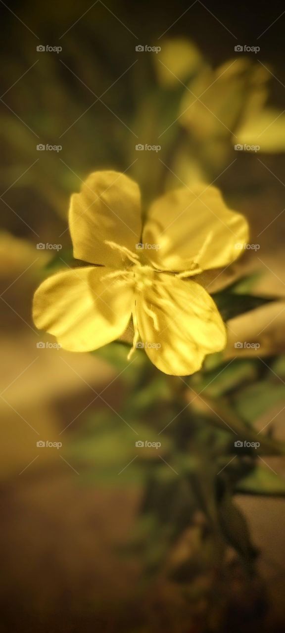 Yellow Bloom in Silhouette