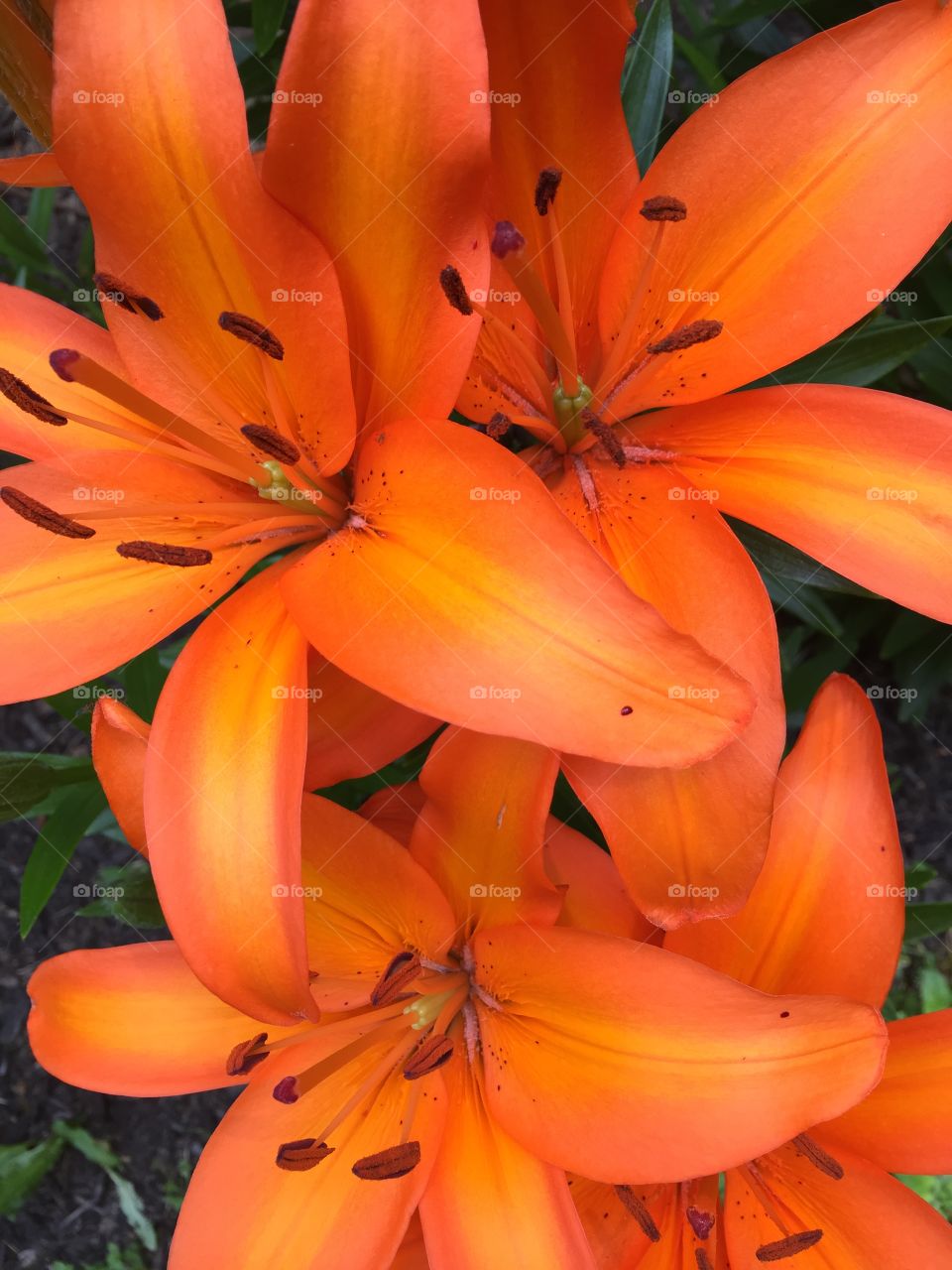 Very closeup calla lilies