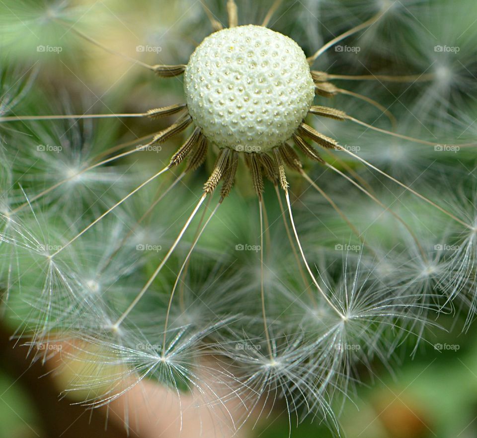 dandelion wishes made