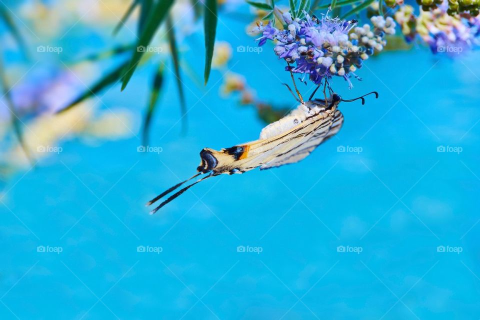 Butterfly with flower behind sea