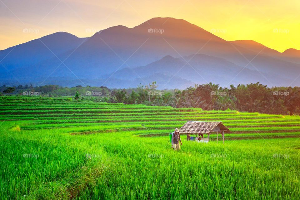 morning atmosphere in an agricultural area in a farmer village area in indonesia