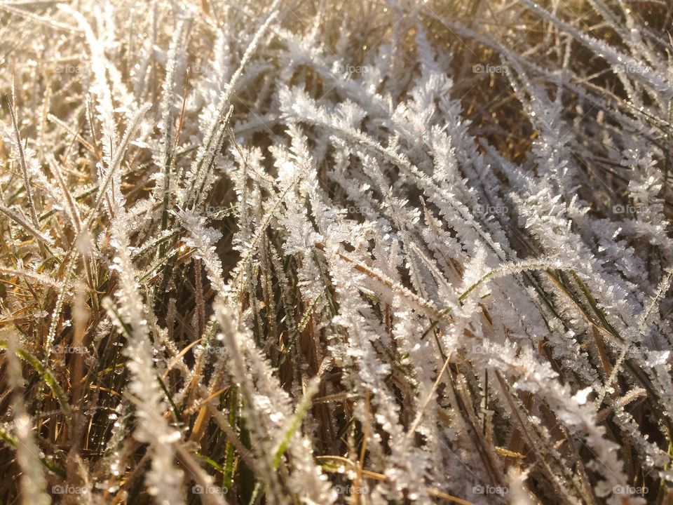 Frozen pgrass in winter