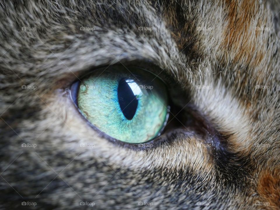 Close up of cat eye