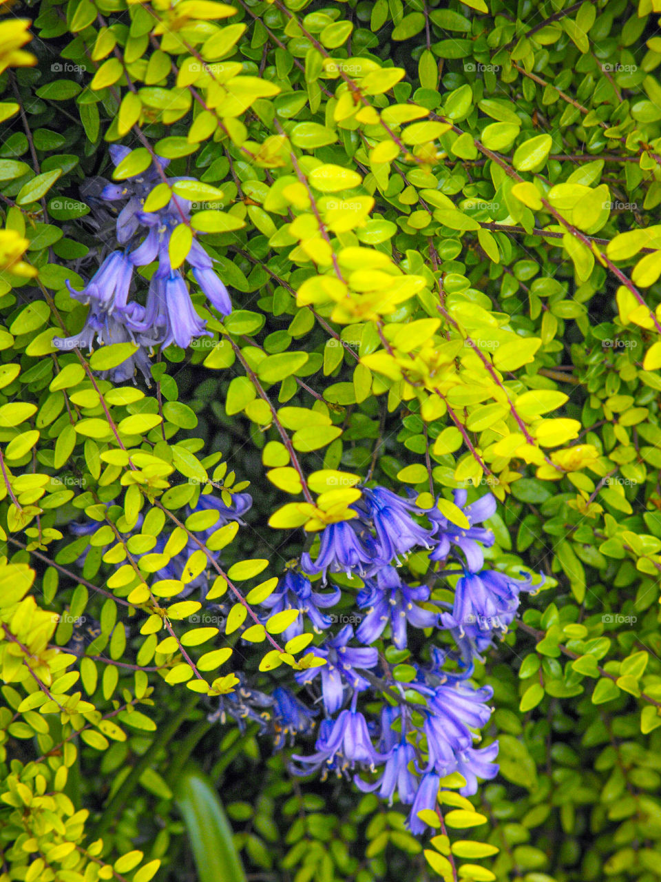 Bluebells and spring green fresh leaves