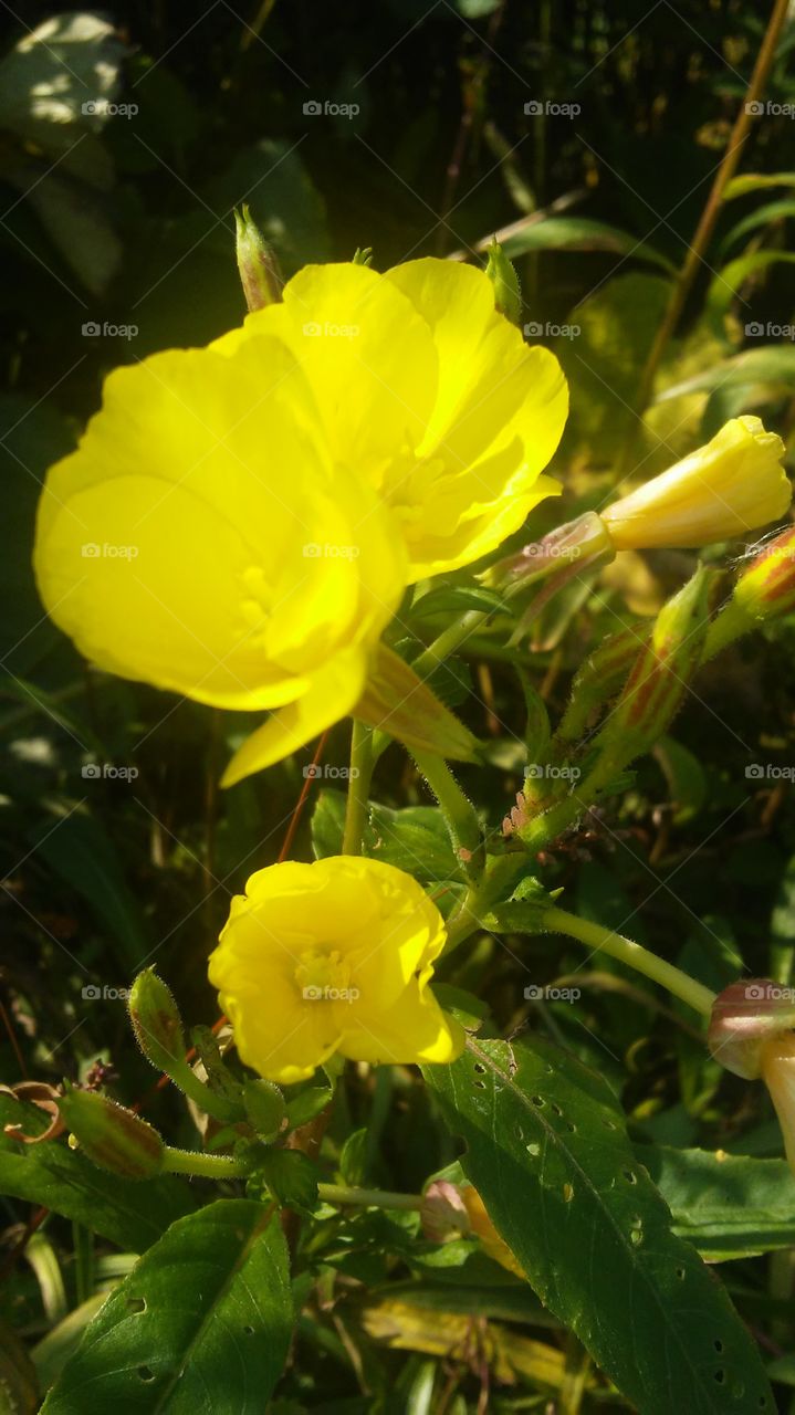 Nature, Leaf, Flower, No Person, Flora