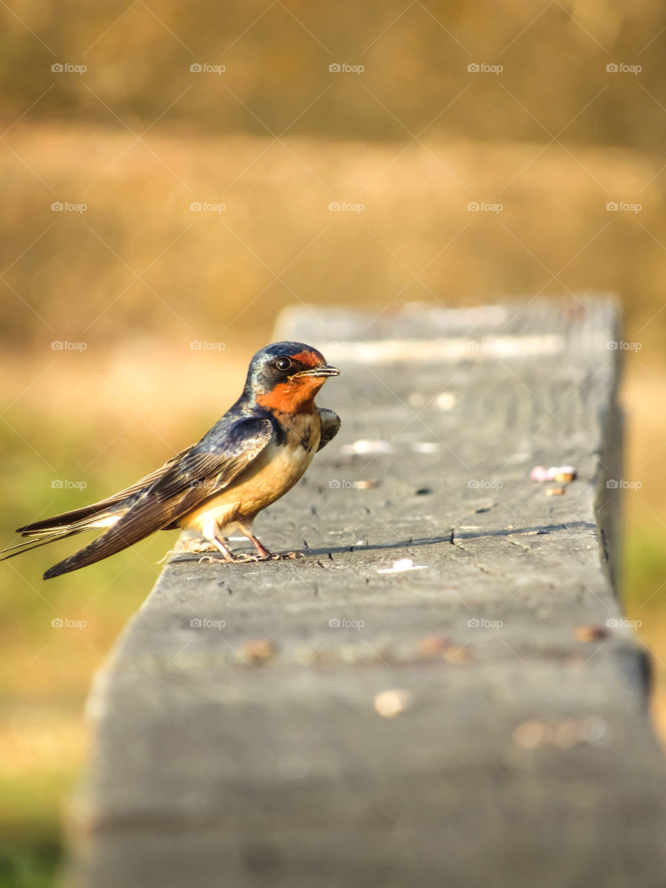 swallow bird perched on wood board outdoors