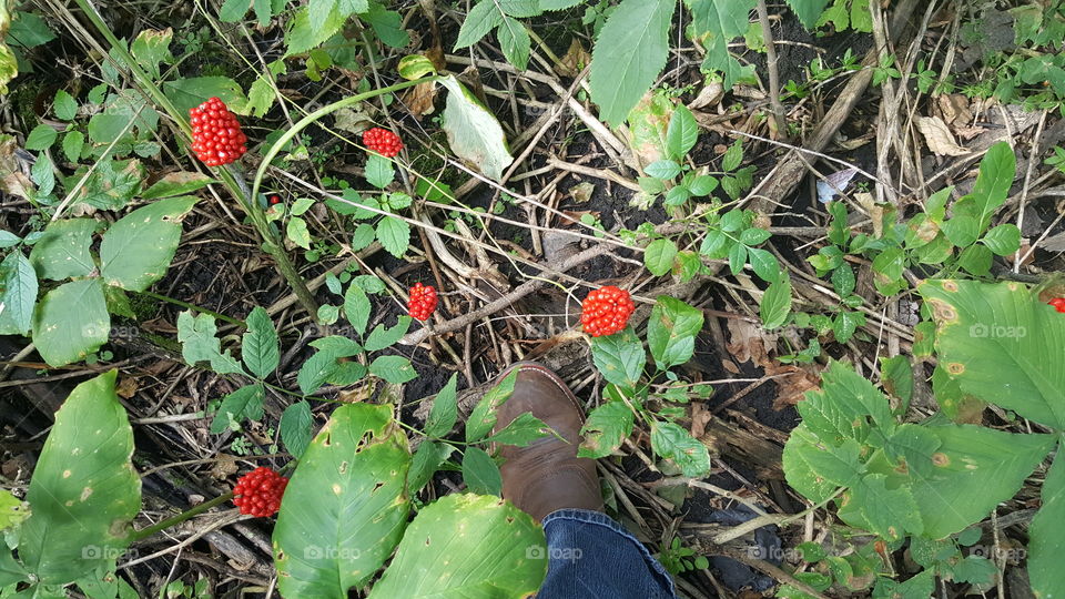 red elderberry late summer