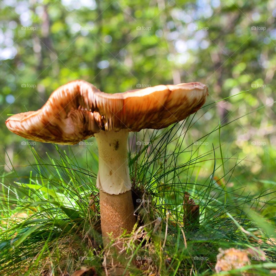 A lonely mushroom in the woods 