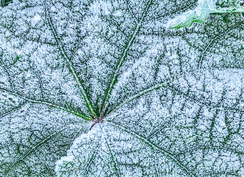 Tiny white icicles from a hard frost cover this large green leaf