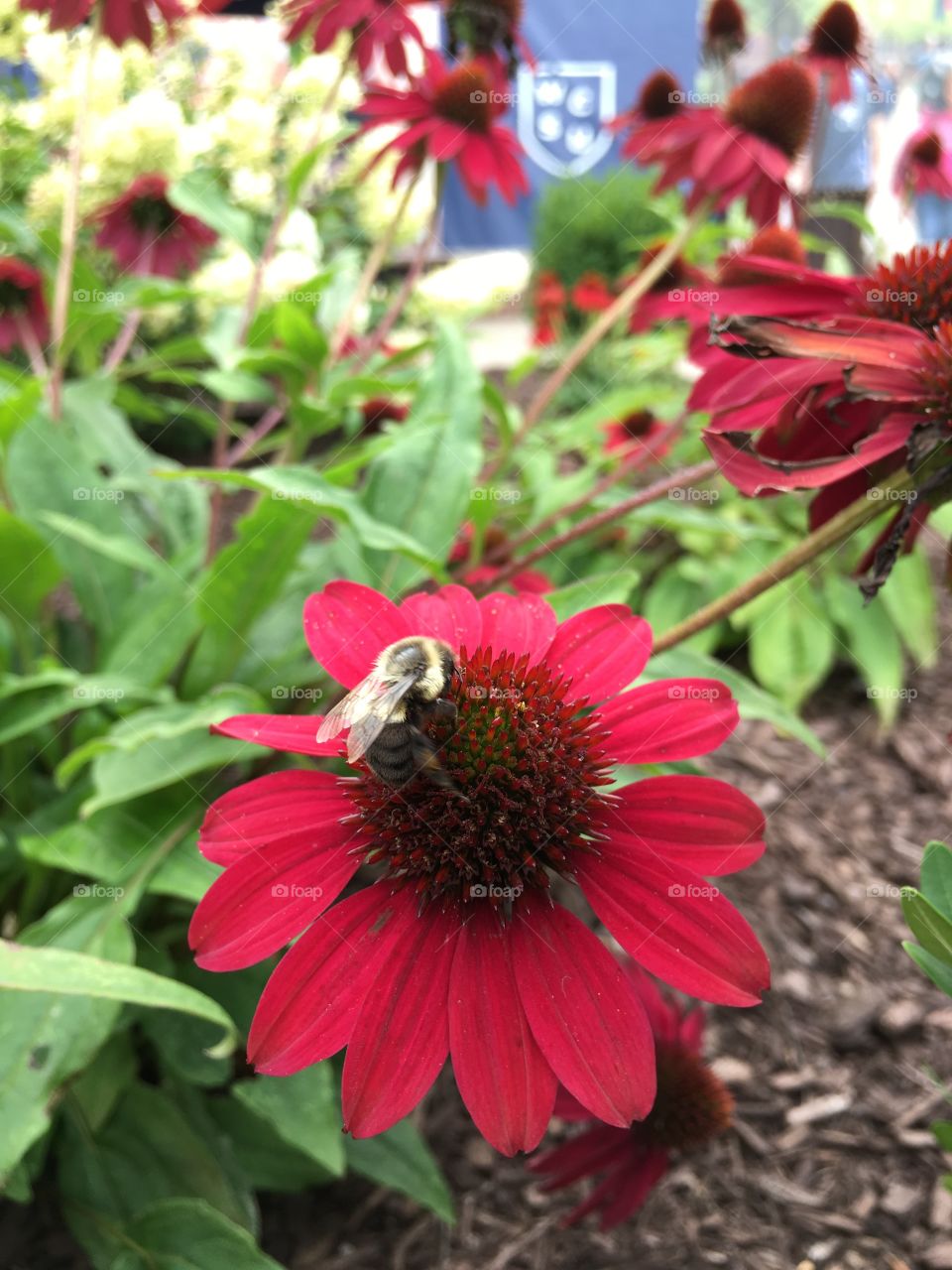 Bumblebee on red con flower