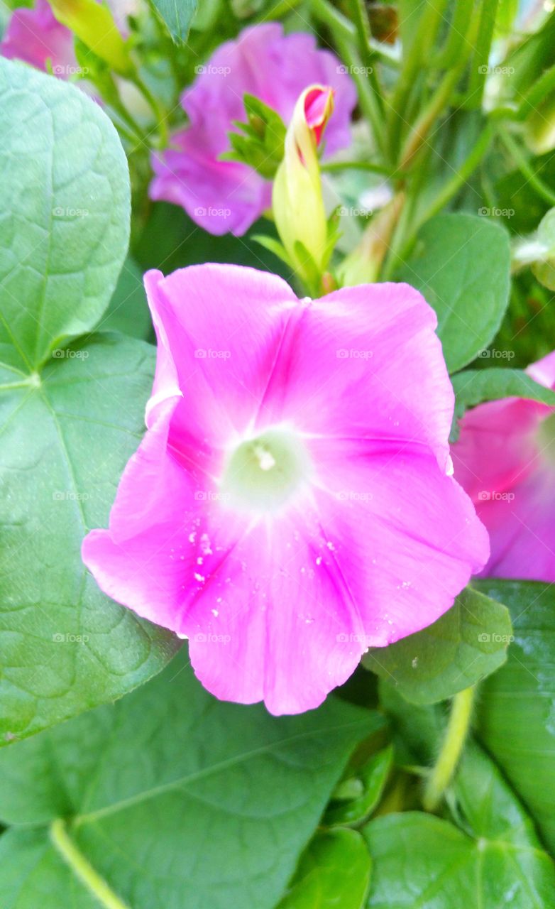 pink morning glory flowers in bloom outdoors