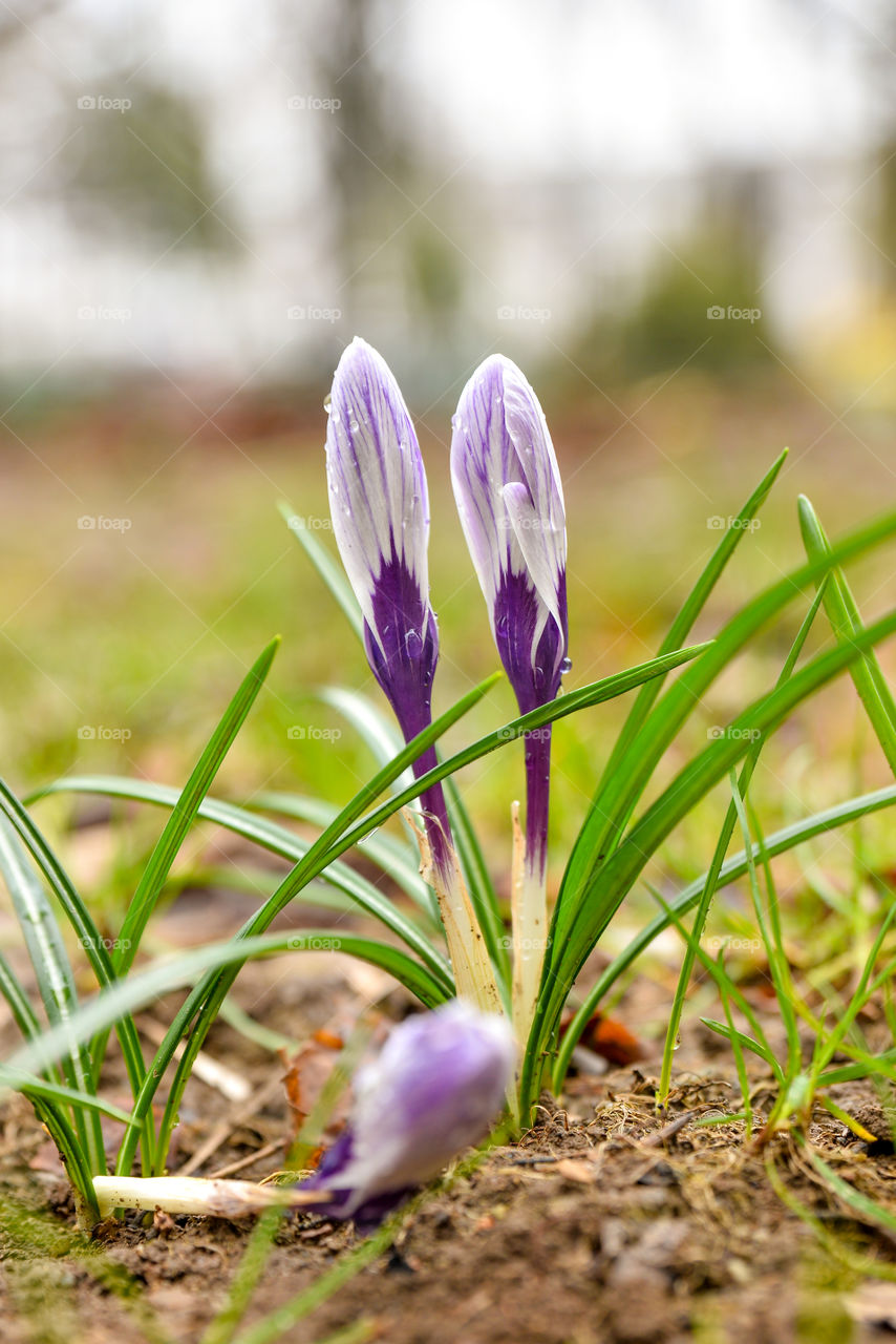 Crocus flower bud