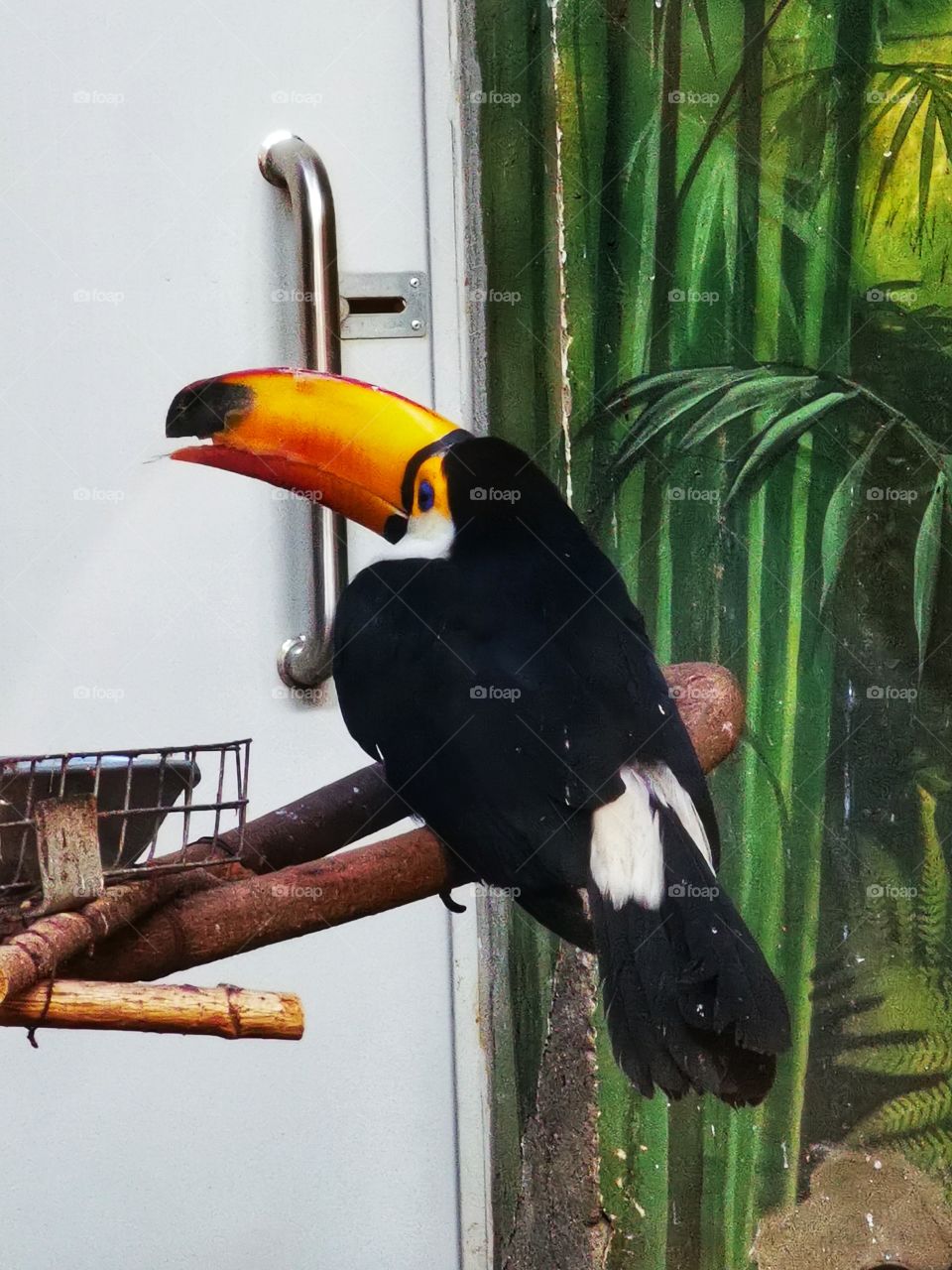 Toucan
