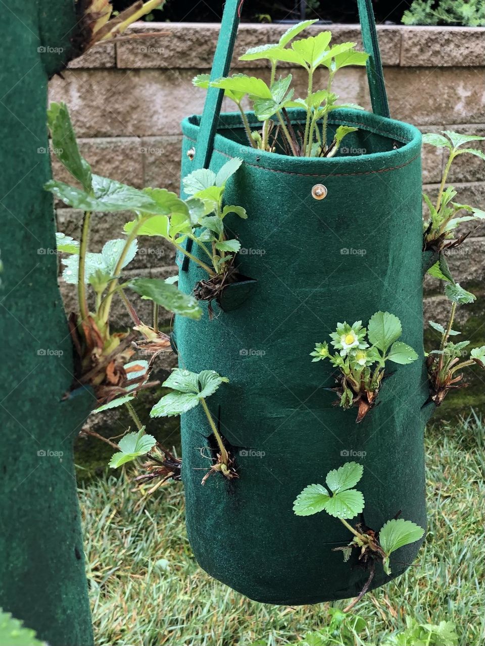 Strawberry plants