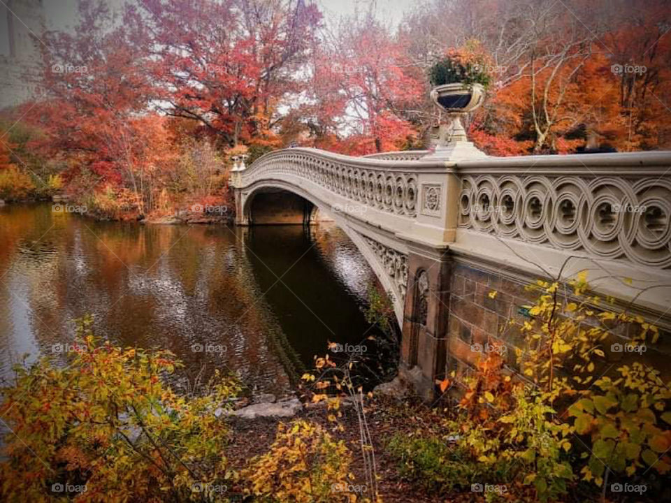 Bow Bridge Central Park