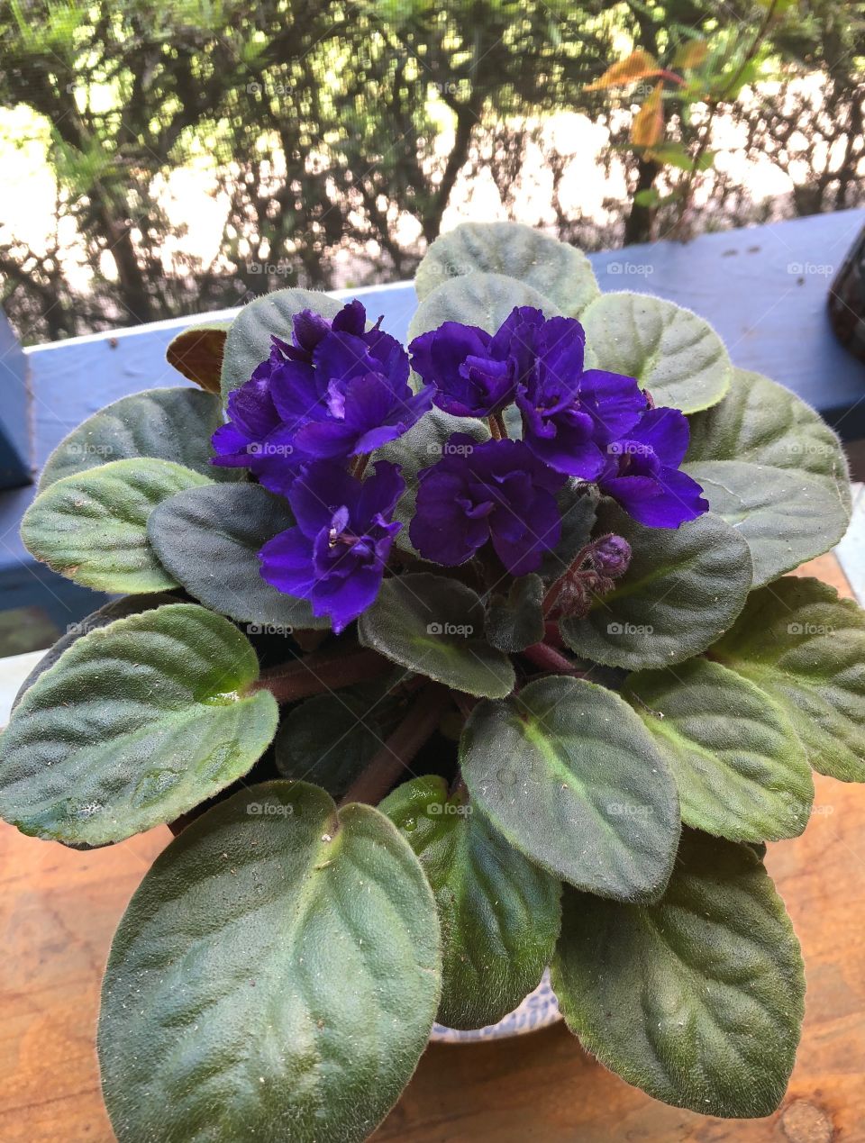 African violet