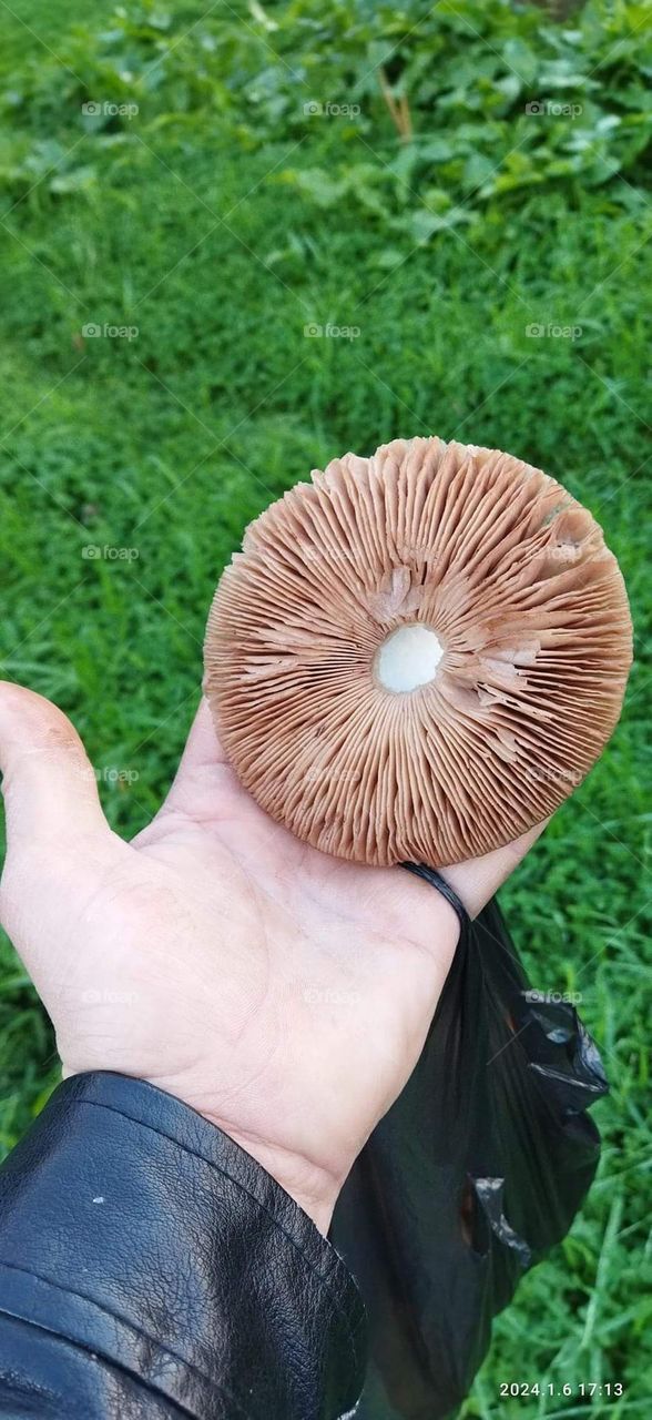 Mushrooms in January