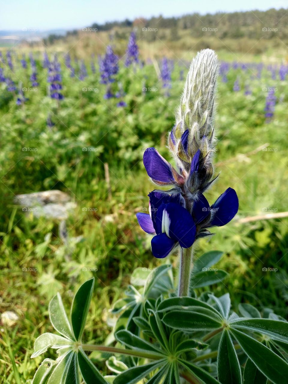 The mountain lupine