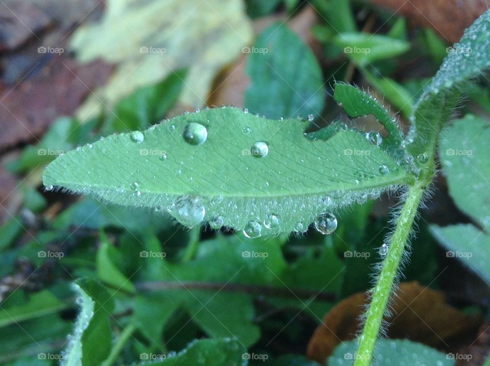 Dew drops hanging off a leaf.