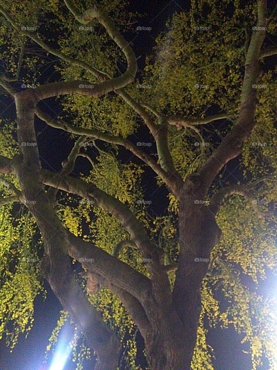 Tree at Night